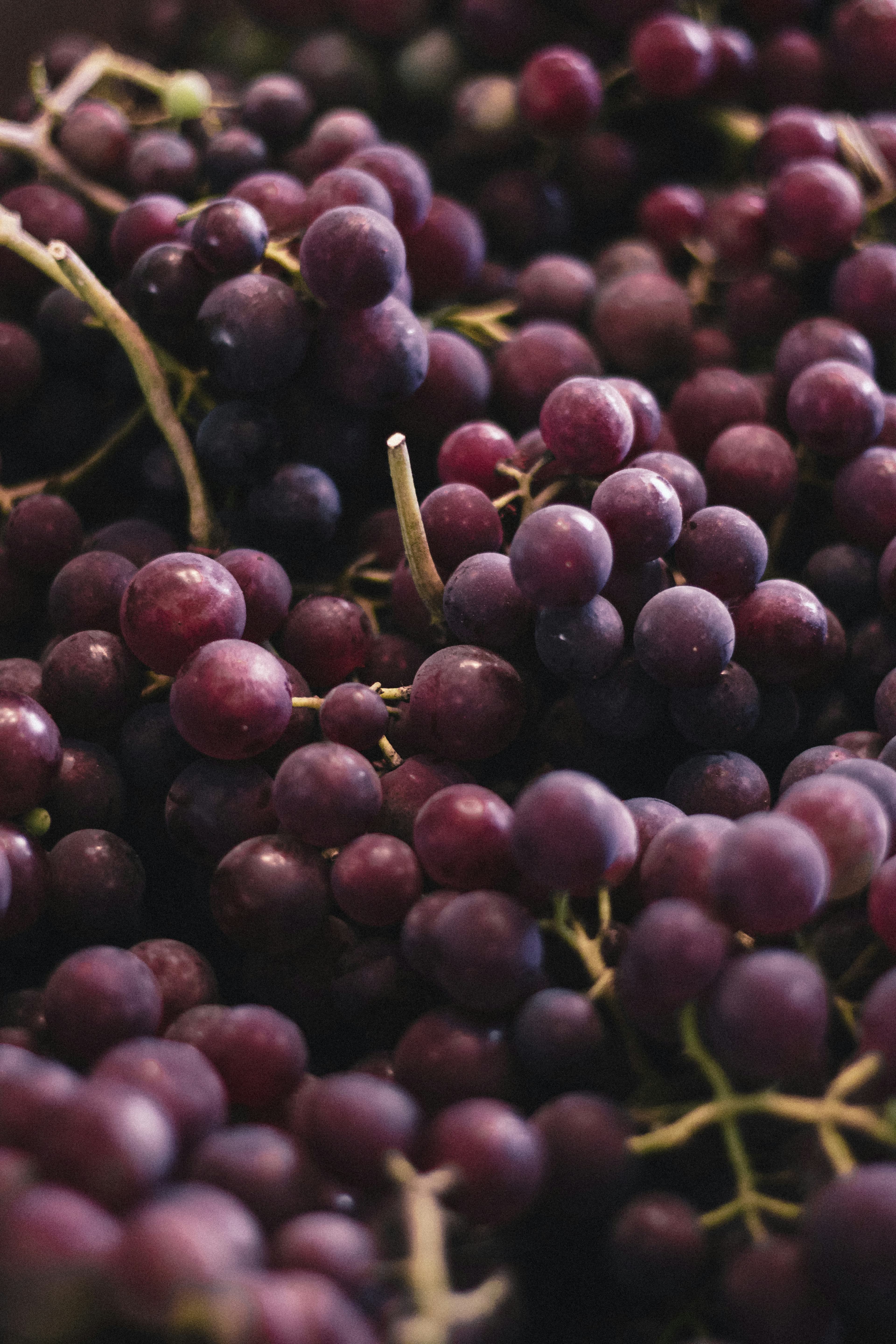 Cluster of deep-purple Egyptian grapes ready for harvest