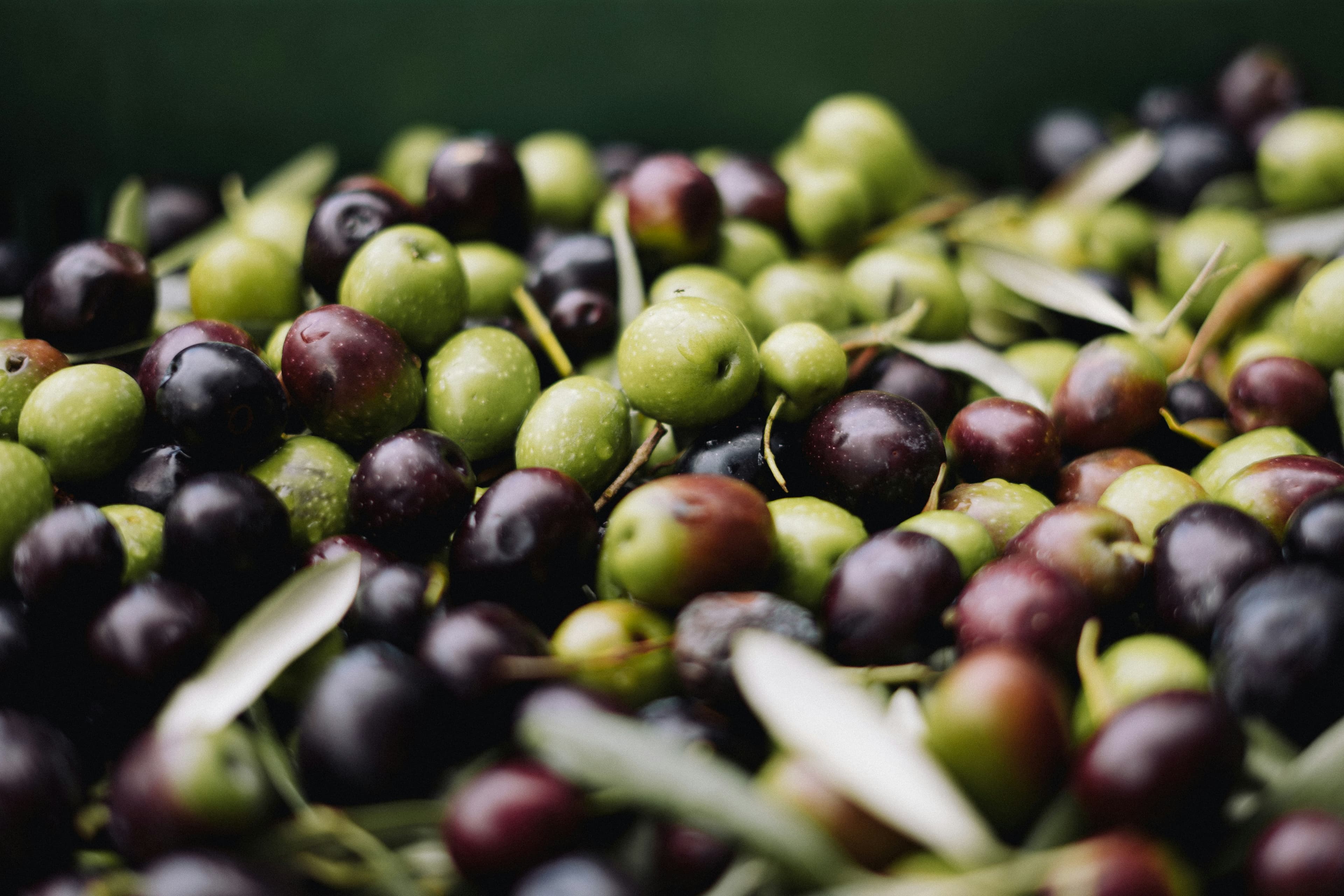 Freshly harvested green and purple olives mixed with olive leaves