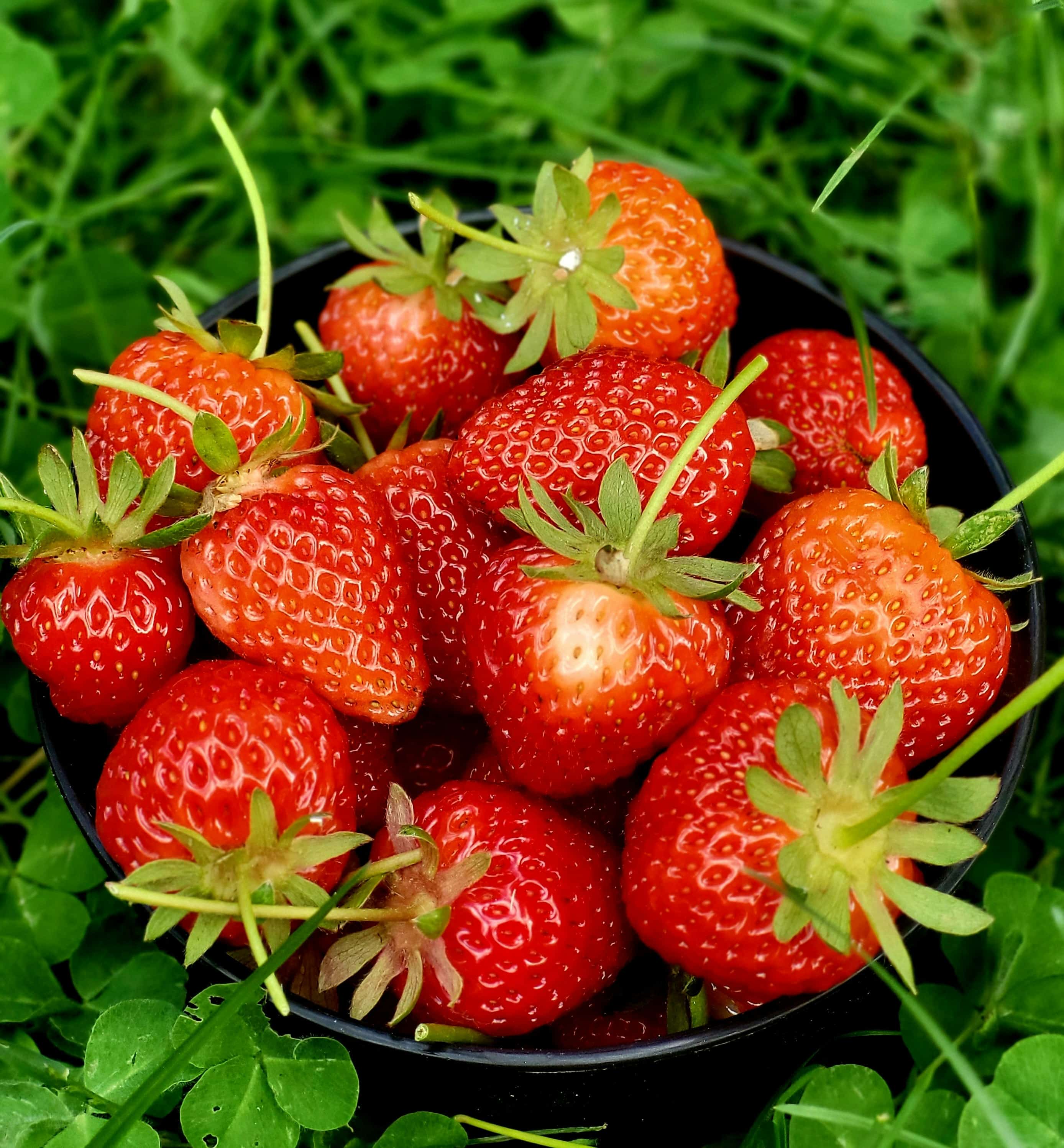 Bowl of bright red, hand-picked fresh Egyptian strawberries on the field
